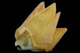 Pristine, Orange, Calcite Crystals - Bern, Switzerland #71387-2